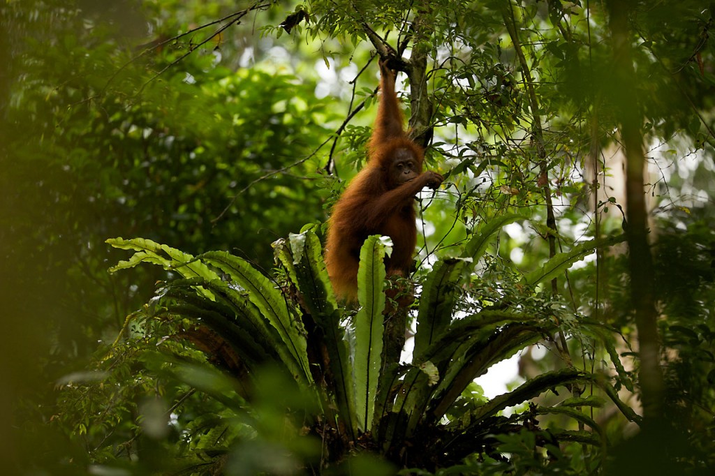 Bornean orangutan, Borneo