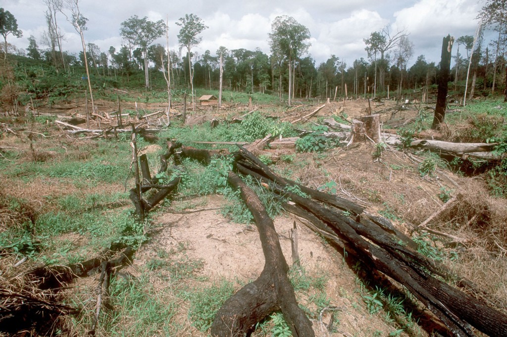 © Edward Parker / WWF