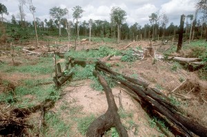 © Edward Parker / WWF